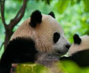 旧翻新装修要多少钱